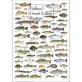 Earth Sky + Water - Fishes of the Great Lakes Region - Poster
