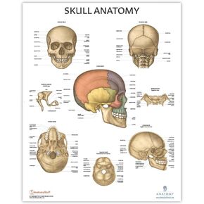 Anatomy Lab Human Skull Anatomy Poster, LAMINATED, Anatomy and Physiology, 17.3 x 22.5 Inches, Organ Diagram, Anatomical Chart for Education Learning and Students