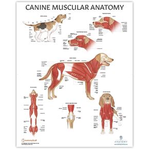 Anatomy Lab Canine Muscular Anatomy Poster, LAMINATED, Veterinary Anatomy and Physiology, 17.3 x 22.5 Inches, Dog Muscular System Diagram, Animal Anatomical Chart for Education Learning and Students