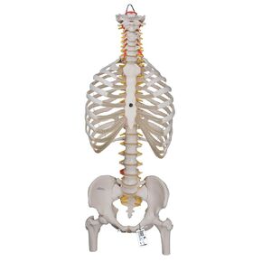 3B Scientific A56/2 Classic Flexible Spine w/ Ribs and Femur Heads - 3B Smart Anatomy