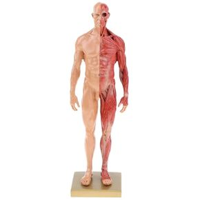30CM Male and Female Resin Human Anatomical Anatomy Skull Head Body Model Muscle Bone Model Medical Lab Reference Model Red (Male&Female)