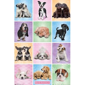 Trends International Puppies Cuties Wall Poster 22.375" x 34", Dormitory