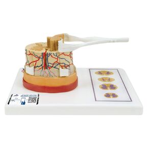 3B Scientific C41 Spinal cord With Nerve Branches - 3B Smart Anatomy