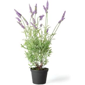 Napa Home & Garden French Lavender 18" Drop-in