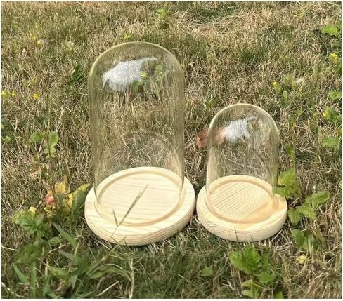 Pack of 2 Dome Glass Display Cloche with Wood Base (4x7.5 and 3.1x4.7) in Saudi Arabia