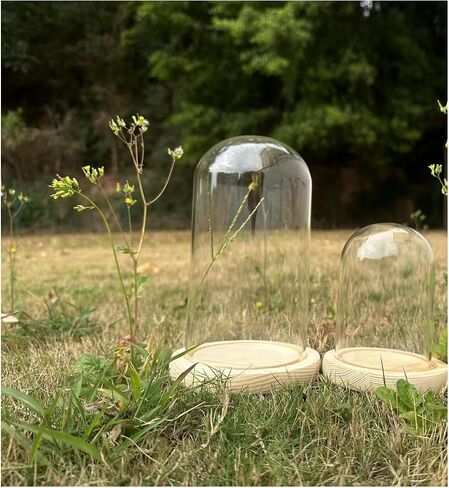 Pack of 2 Dome Glass Display Cloche with Wood Base (4x7.5 and 3.1x4.7) in Saudi Arabia