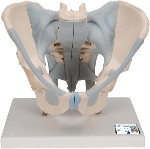 3B Scientific H21/2 Male Pelvis with Ligaments 2-part - 3B Smart Anatomy in Saudi Arabia