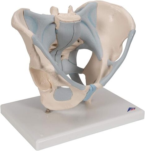 3B Scientific H21/2 Male Pelvis with Ligaments 2-part - 3B Smart Anatomy in Saudi Arabia