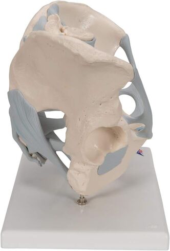3B Scientific H21/2 Male Pelvis with Ligaments 2-part - 3B Smart Anatomy in Saudi Arabia