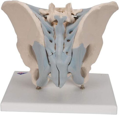 3B Scientific H21/2 Male Pelvis with Ligaments 2-part - 3B Smart Anatomy in Saudi Arabia