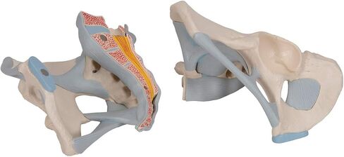 3B Scientific H21/2 Male Pelvis with Ligaments 2-part - 3B Smart Anatomy in Saudi Arabia