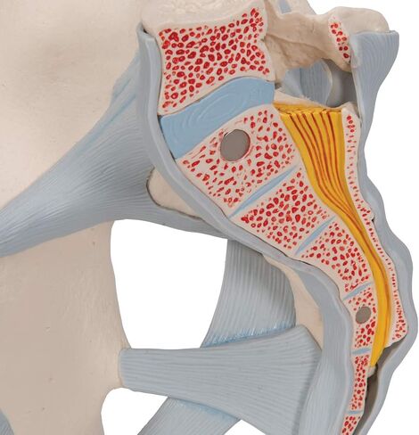 3B Scientific H21/2 Male Pelvis with Ligaments 2-part - 3B Smart Anatomy in Saudi Arabia