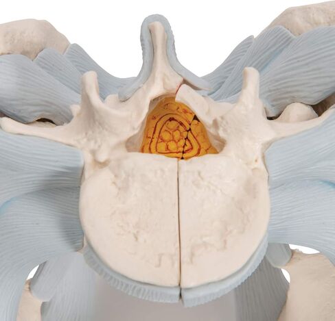 3B Scientific H21/2 Male Pelvis with Ligaments 2-part - 3B Smart Anatomy in Saudi Arabia