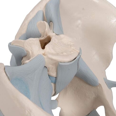 3B Scientific H21/2 Male Pelvis with Ligaments 2-part - 3B Smart Anatomy in Saudi Arabia