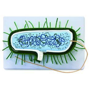 B10504 Prokaryotic Bacteria Cell Model