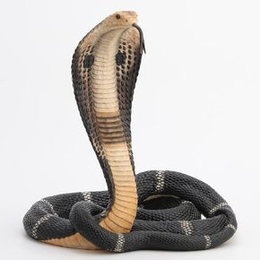 Veronese Design Exquisite 12.75-Inch High Coiled and Rearing King Cobra Snake Hand-Painted Sculptured Statue, a Masterpiece of Lifelike Serpentine Elegance and Artistry