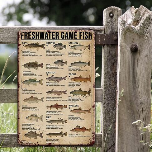 Fishing Signs Fishing Gear and Equipment Fishing Accessories - Education is important But Fishing is Importanter - Fishing Gifts for Men 12x8 Inches Cabin Decor Man Cave Decor Ice Fishing Tin Sign in Kuwait