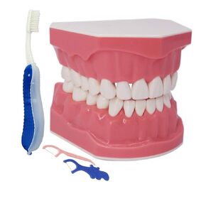 1.5 Times Large Dental Typodont Model Tooth Brushing flossing Practice Model Demonstration Removable Lower Teeth for Kids Dental Students Tooth Teach Study, 4.5 Inch x3.5 Inch x3.5 Inch