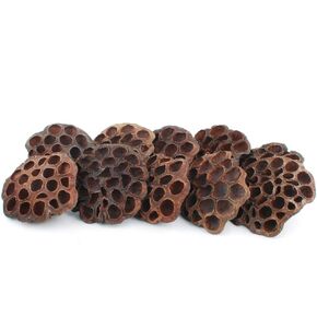 NWFashion 10PCS/Package Natural Dried Brwon Lotus Pods Home Decoration Dired Flower(6-8CM)