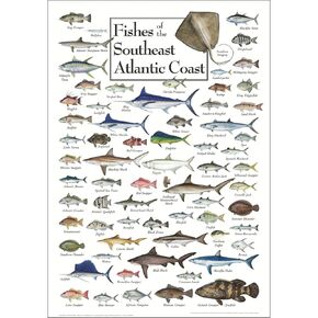 Earth Sky + Water - Fishes of the Southeast Atlantic Coast - Poster
