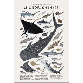 Shark Wall Art Animals Pictures Chondrichthyes Guide Poster Knowledge Prints Animals Fish Canvas Chart Poster Room Aesthetic for Home Classroom Office Bathroom Wall Decor, 12x18in Frameless
