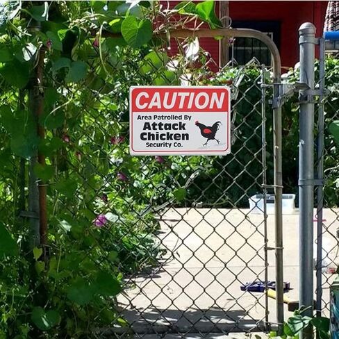 تحذير من سقوط جوز الهند، لافتات معدنية مضحكة قديمة، تزيين الحائط، مقاس 8 × 12 in Kuwait