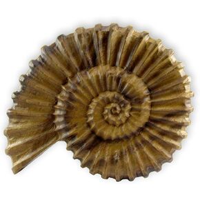 roro Handcarved Nautical Coastal Wood Nautilus Shell Wall Hanging, Blue Wash