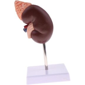 نموذج الكلى البشرية، نموذج تشريح الكلى، 24 مؤشرًا للتعلم in Kuwait