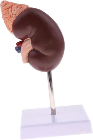 نموذج الكلى البشرية، نموذج تشريح الكلى، 24 مؤشرًا للتعلم in Kuwait