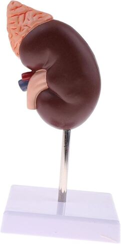 نموذج الكلى البشرية، نموذج تشريح الكلى، 24 مؤشرًا للتعلم in Kuwait