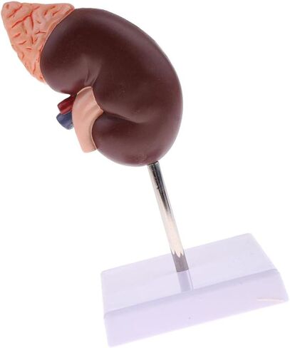 نموذج الكلى البشرية، نموذج تشريح الكلى، 24 مؤشرًا للتعلم in Kuwait