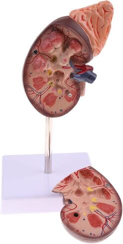 نموذج الكلى البشرية، نموذج تشريح الكلى، 24 مؤشرًا للتعلم in Kuwait