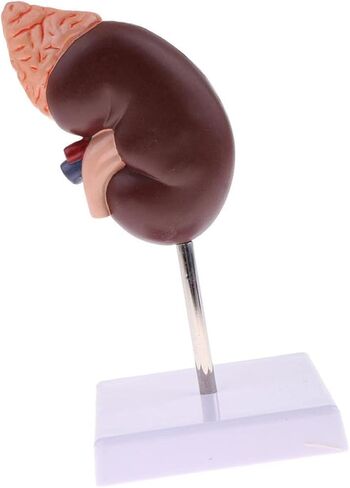 نموذج الكلى البشرية، نموذج تشريح الكلى، 24 مؤشرًا للتعلم in Kuwait