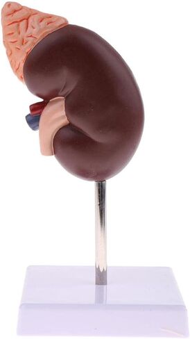 نموذج الكلى البشرية، نموذج تشريح الكلى، 24 مؤشرًا للتعلم in Kuwait