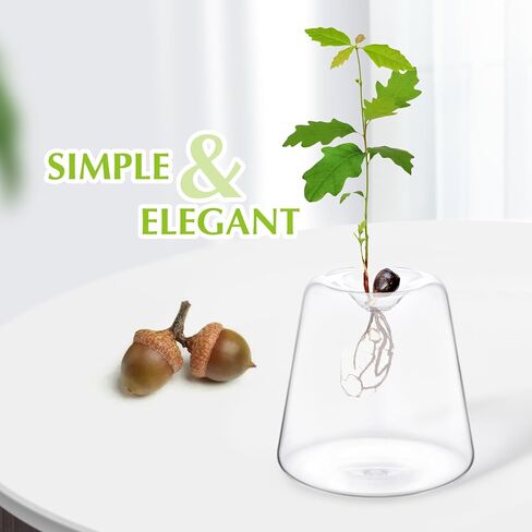 مزهرية لزراعة شجرة البلوط - البستنة المائية مع مزهريات تكاثر زجاج الأفوكادو! in Saudi Arabia
