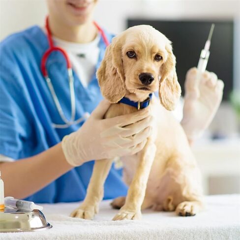 Dispensing Needl Accessories Sterile Disposable Needle 16Ga 1 Inch Dispensing Lab Tools for Refilling Liquid Individually Packaged 60 Pcs in Kuwait