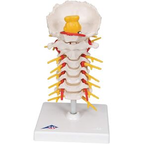 3B Scientific Cervical Spinal Column by 3B Scientific