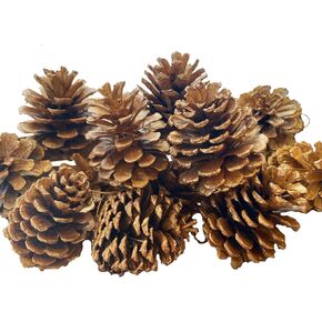 20 Pack Large Natural Pinecones, 1.57" to 1.97" Christmas Ornaments for DIY Crafts, Home Decorations, Thanksgiving Decorations, Fall and Christmas, Wedding Decor（Golden）