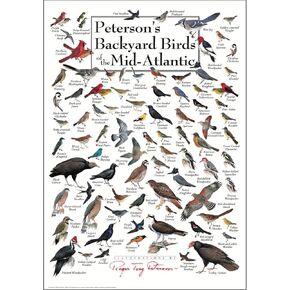 Earth Sky + Water - Peterson’s Backyard Birds of the Mid-Atlantic - Double-matted Posters with Black Frame