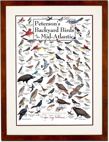 Earth Sky + Water - Peterson’s Backyard Birds of the Mid-Atlantic - Double-matted Posters with Black Frame in Saudi Arabia