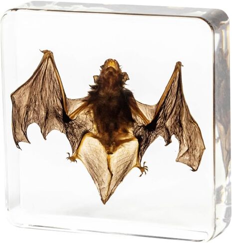 15 عينة من الحشرات، عينات حقيقية من الفراشات والخنافس المختلفة مصنوعة من الراتنج، تستخدم في العلوم الفصول الدراسية، عينات الحيوانات لتعليم العلوم، الحشرات المحفوظة، الشذوذات، علم الأحياء (15 قطعة من الخنافس) in Kuwait