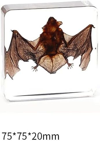 15 عينة من الحشرات، عينات حقيقية من الفراشات والخنافس المختلفة مصنوعة من الراتنج، تستخدم في العلوم الفصول الدراسية، عينات الحيوانات لتعليم العلوم، الحشرات المحفوظة، الشذوذات، علم الأحياء (15 قطعة من الخنافس) in Kuwait