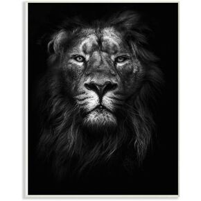 Stupell Industries King of The Jungle Lion in Shadows White Photography Black Framed Wall Art, 11 x 14, Multi-Color
