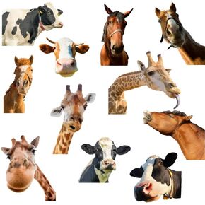 SUPERDANT Funny Farm Cow Wall Stickers Cute Cow Sunflower Vinyl Decals Funny Animal Wall Decals Butterfly Decor for Farmhouse Classroom Office Bedroom Kids' Room Window Decoration
