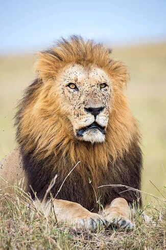 عدسة تكبير Tamron SP 150-600 مم F/5-6.3 Di VC USD G2 A022 لكاميرا Nikon F-Mount كاملة الإطار FX وDX Format DSLR مع حقيبة ظهر Deco Gear + فلتر UV متعدد الطبقات + مجموعة برامج صور فيديو وملحقاتها in Saudi Arabia
