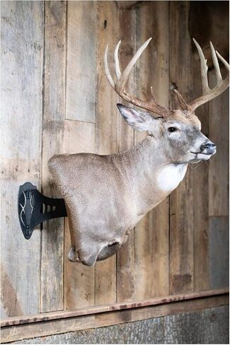 Skull Hooker Large Powder-Coated Steel Mounts Designed for Mounting Large Animals Such As Elk and Moose in Saudi Arabia