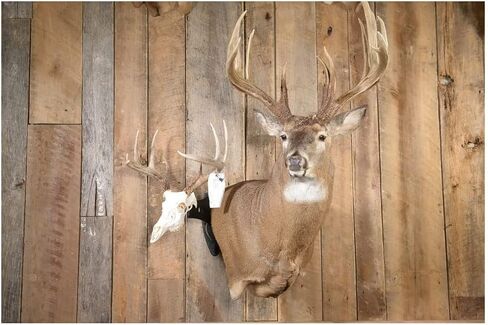 Skull Hooker Large Powder-Coated Steel Mounts Designed for Mounting Large Animals Such As Elk and Moose in Saudi Arabia