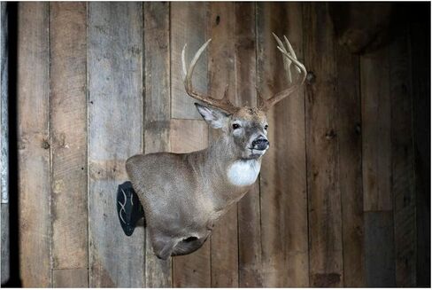 Skull Hooker Large Powder-Coated Steel Mounts Designed for Mounting Large Animals Such As Elk and Moose in Saudi Arabia
