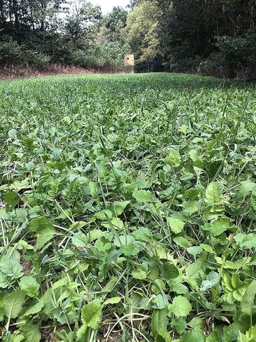 Elite 8 Fall Deer Food Plot Blend, 10 lbs (1/2 Acre) -Turnip, Radish, Forage Brassica, Clover, Wheat, Rye, Oats, Peas, Whitetail, Blacktail, Deer, Elk, Hunting, High Protein, Attractive in Saudi Arabia