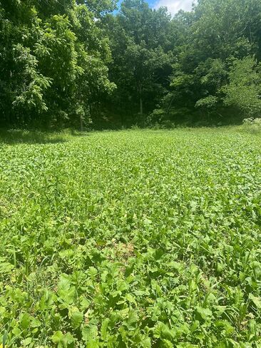 Elite 8 Fall Deer Food Plot Blend, 10 lbs (1/2 Acre) -Turnip, Radish, Forage Brassica, Clover, Wheat, Rye, Oats, Peas, Whitetail, Blacktail, Deer, Elk, Hunting, High Protein, Attractive in Saudi Arabia
